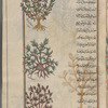 Christ thorn (Zizyphus spinachristî), râmannûs [n.p.] Three variesties are shown