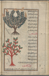 Mountain spinach, halimus (Atriplex hortensis), alhamûn [!], i.e., al-malîh [top]; Jujube (Zizyphus jujuba), fâliyûrus [bottom]