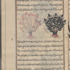Eglantine rose (Rosa eglanteria), al-ward al-abyad. Two bushes are shown, one with very pale coloring and pink flowers. The heading for this entry has been omitted