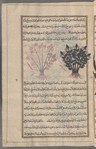 Eglantine rose (Rosa eglanteria), al-ward al-abyad. Two bushes are shown, one with very pale coloring and pink flowers. The heading for this entry has been omitted