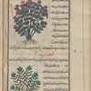 Red rose of Ararat, al-ward al-ahmar al-jûdî [top]; Yellow-berry buckthorn or lucium (Rhamnus infectoria), lûqiyûn, i.e., fîlzahraj [bottom]