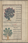 Red rose of Ararat, al-ward al-ahmar al-jûdî [top]; Yellow-berry buckthorn or lucium (Rhamnus infectoria), lûqiyûn, i.e., fîlzahraj [bottom]