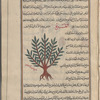 Another variety of lycium