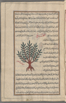 Another variety of lycium