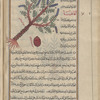 Acacia (Acacia arabica), aqâqiyâ, shown with purple blooms and a pod below the tree