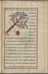 Acacia (Acacia arabica), aqâqiyâ, shown with purple blooms and a pod below the tree