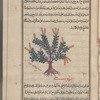 Another variety of aqâqiyâ. [Actually, a species of broom (Cytisus scoparius)]