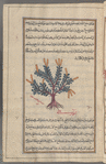 Another variety of aqâqiyâ. [Actually, a species of broom (Cytisus scoparius)]