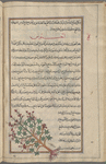 Chaste tree (Vitex agnus-castus), âhinnûs [!], i.e., al-fanjankusht