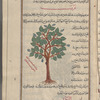 Willow (species of Salix). A tree with large broad leaves and clusters of blue berries. The legend points to its similarity with hawr (poplar) and states that the leaves of gharab (willow), which the drawing is to illustrate, are unlike those shown