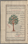 Willow (species of Salix). A tree with large broad leaves and clusters of blue berries. The legend points to its similarity with hawr (poplar) and states that the leaves of gharab (willow), which the drawing is to illustrate, are unlike those shown