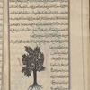 Olive tree (Olea europaea), al-zaytûn, fol. 56v