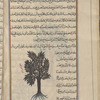 Olive tree (Olea europaea), al-zaytûn
