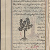 Wild olive tree (Olea oleaster), al-zaytûn al-barrî