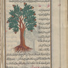 Oak tree with acorns (quercus species) ballût