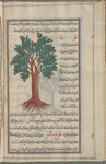 Oak tree with acorns (quercus species) ballût