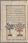 Myrrh (Commiphora abyssinica) & Boeotian myrrh, al-murr. Two varieties are shown