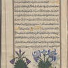 Iris (Iris germanica), iyyarsâ