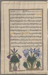 Iris (Iris germanica), iyyarsâ