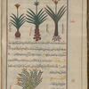 Gladdon (Iris foetidissima), su'd. Three varieties are shown [right, middle, left]; Cardamom (Elettaria cardamomum), qirdamânâ [bottom]