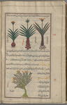 Gladdon (Iris foetidissima), su'd. Three varieties are shown [right, middle, left]; Cardamom (Elettaria cardamomum), qirdamânâ [bottom]