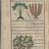 Celtic nard (Valeriana celtica), al-sunbul al-rûmî [top right]; Monuntain nard (Valeriana tuberosa), sunbul jabalî [top left];  Wild spikenard (Asarum europaeum), asârûn [bottom]