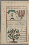 Celtic nard (Valeriana celtica), al-sunbul al-rûmî [top right]; Monuntain nard (Valeriana tuberosa), sunbul jabalî [top left];  Wild spikenard (Asarum europaeum), asârûn [bottom]