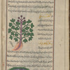 Cretan spikenard (Valeriana phu), faww [top]; Malabar leaf (Cinnamomum tamala), sâdhaj hindî [bottom]