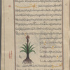 Malabar leaf cinnamon, wild cinnamon (Cinnamomum iners), salîkhah