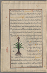 Malabar leaf cinnamon, wild cinnamon (Cinnamomum iners), salîkhah