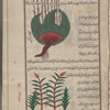 Sweet flag (Acorus calamus spp.), adhkhar. Two varieties are shown