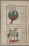 Sweet flag (Acorus calamus spp.), adhkhar. Two varieties are shown