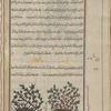 African broom (Aspalathus chenopoda), asfâlâtûs, i.e., al-dârshîshaghân. Two varieties are shown