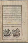 African broom (Aspalathus chenopoda), asfâlâtûs, i.e., al-dârshîshaghân. Two varieties are shown