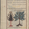 Tree moss (Usnea spp.), ushnah. Two varieties are shown