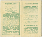 Rambler rose (Pleasure; Pain).