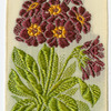 Auricula (Pride.)