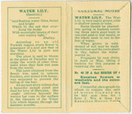 Water Lily (Sanctity.)