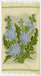 Chicory (Expectancy.)