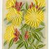 Evening Primrose (Silent love.)