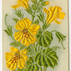 Monkey Flower (Domestic Happiness.)