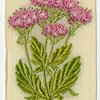 Valerian (Accommodating disposition.)