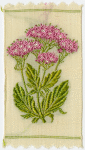 Valerian (Accommodating disposition.)