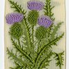 Thistle (Self reliance.)