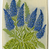 Speedwell (Fidelity.)
