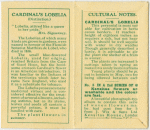 Cardinal's Lobelia (Distinction.)
