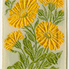 Marigold (Grief.)