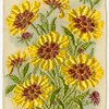 Coreopsis (Always cheerful.)