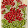 Verbena (Sensibility.)