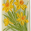 Jonquil (I desire a return of affection.)